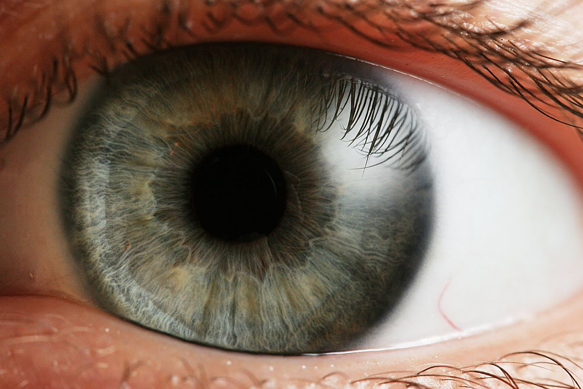 Ha desarrollado un método de creación en vivo de la retina del ojo con la ayuda de la impresión 3D