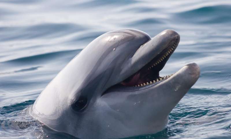 Las ballenas y los delfines han descubierto 