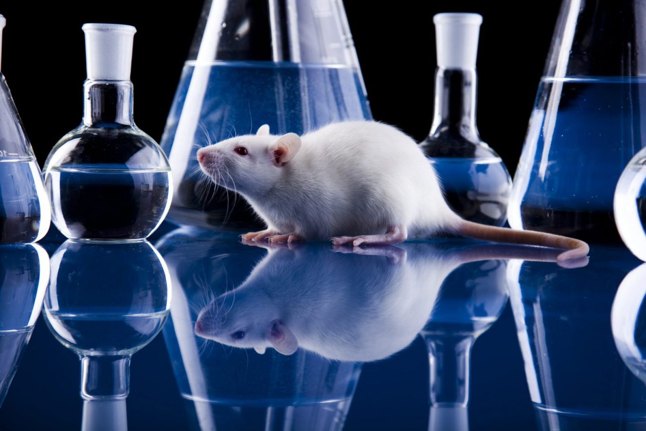 Los científicos han devuelto paralizado las ratas la oportunidad de caminar