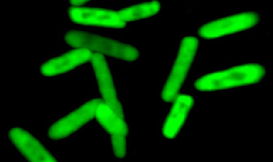 Created the first semi-synthetic bacteria with synthetic DNA