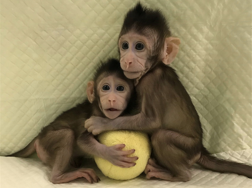 Chinesische Genetik zum ersten mal geklont Affen nach der Methode DOLLY