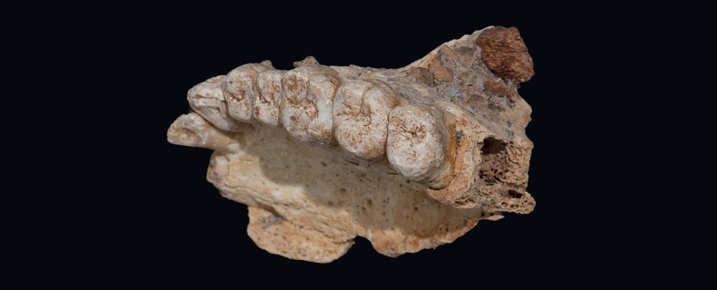 Қазіргі заманғы адамдар шықты Африка 50 мың жыл бұрын кеткен