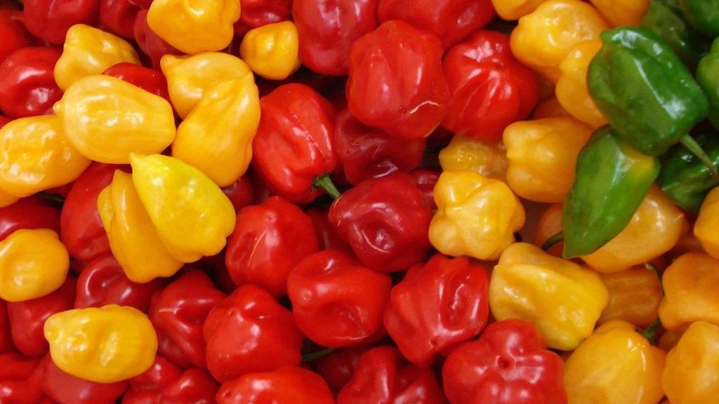 A Mexican company has released a cryptocurrency secured by the pepper