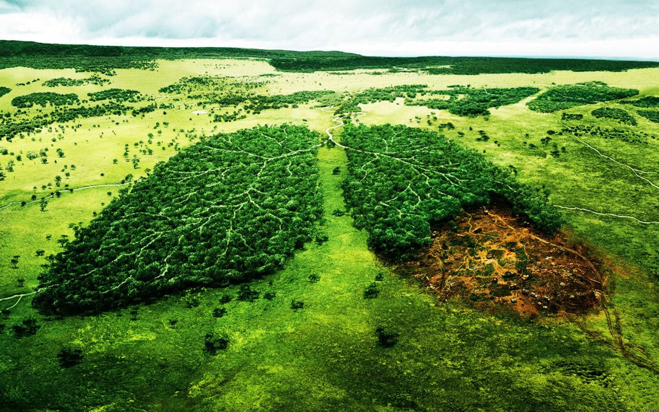 荷兰科学家已开发了一种DNA试验检测的非法砍伐树木