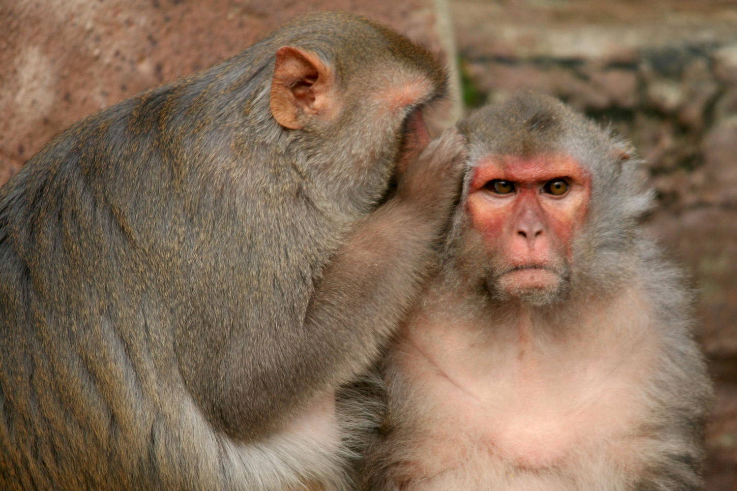 인간의 줄기세포를 반환되는 원숭이들을 잡을 수있는 능력체