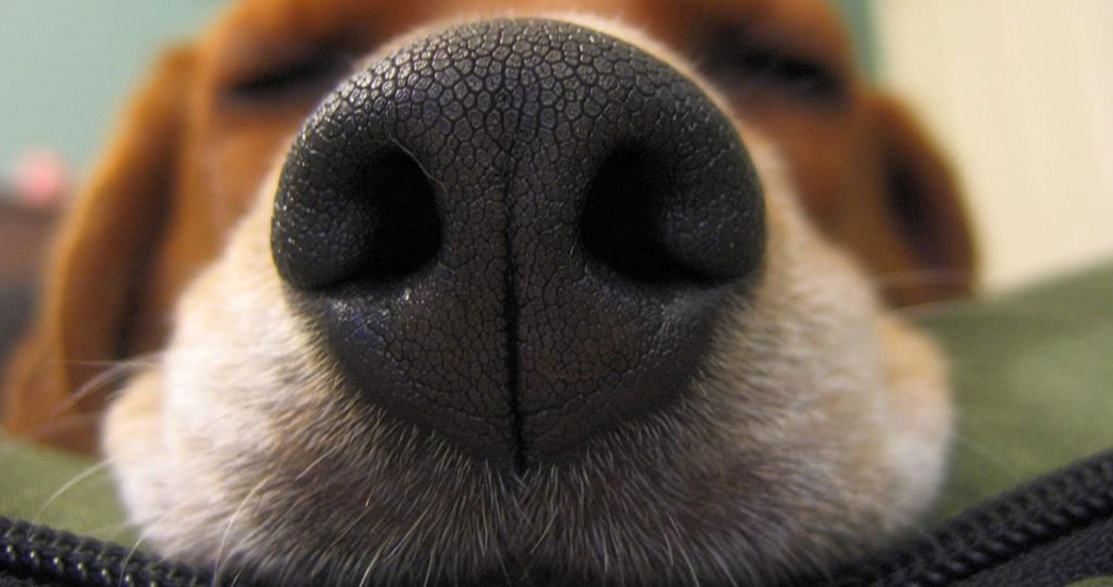 Les scientifiques russes ont créé un extra-fine et durable «nez électronique»