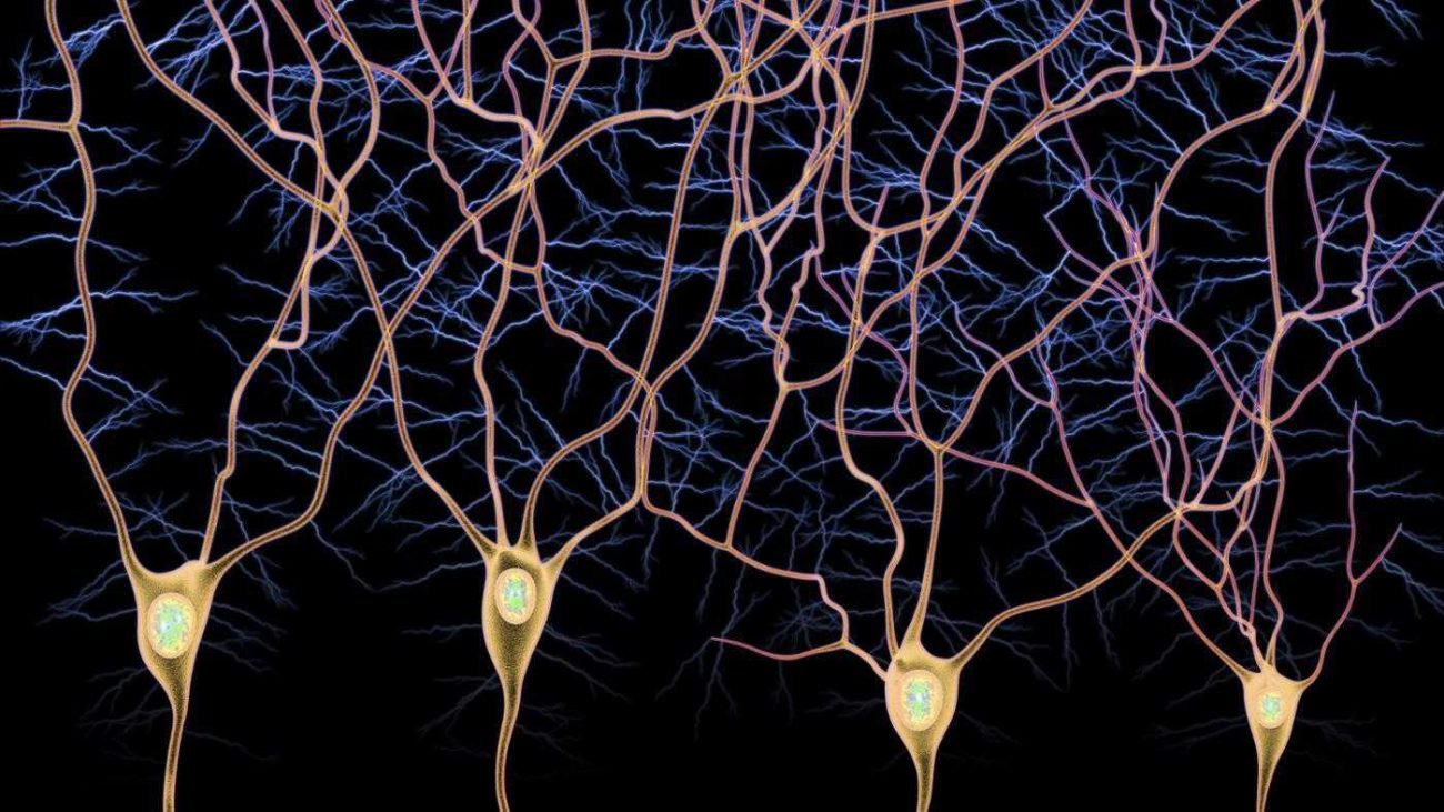 Oyun oyuncular için yardımcı bir bilim adamı keşfetmek beyin ve yeni nöronların türleri