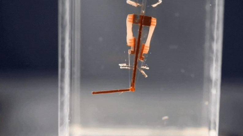 Киборги мындасыз: ғалымдар жабыстырып, тірі клеткалар саусақ робот