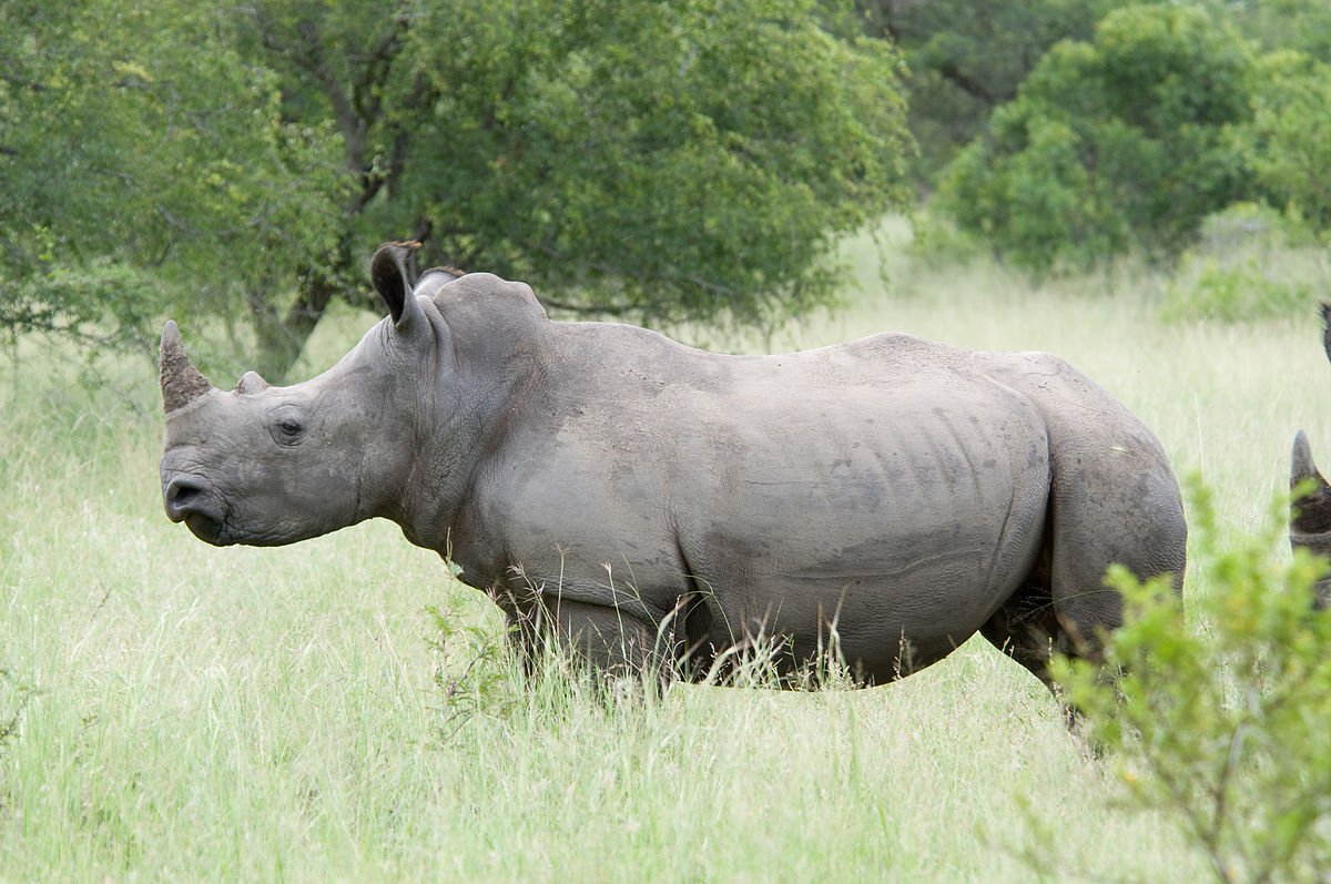В лабораторії створили перші ембріони носорогів. Вони допоможуть врятувати майже вимерлі види