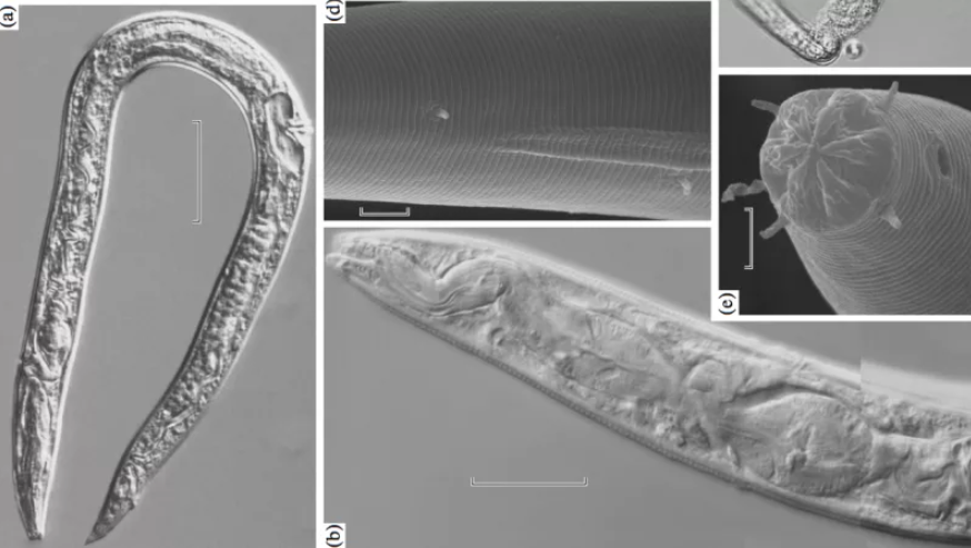 Russian scientists claim that the raised 40000-year-old worms, buried in the ice