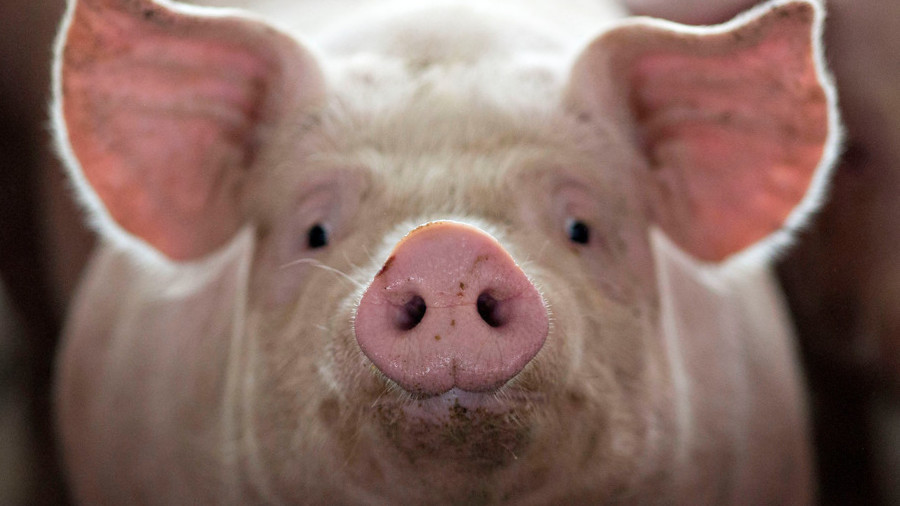 Est-il possible de transplanter l'homme les organes de porc? Il est temps de le savoir