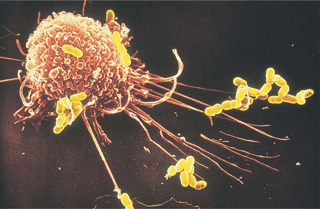 表面上的免疫细胞发现了一个新的未知的结构