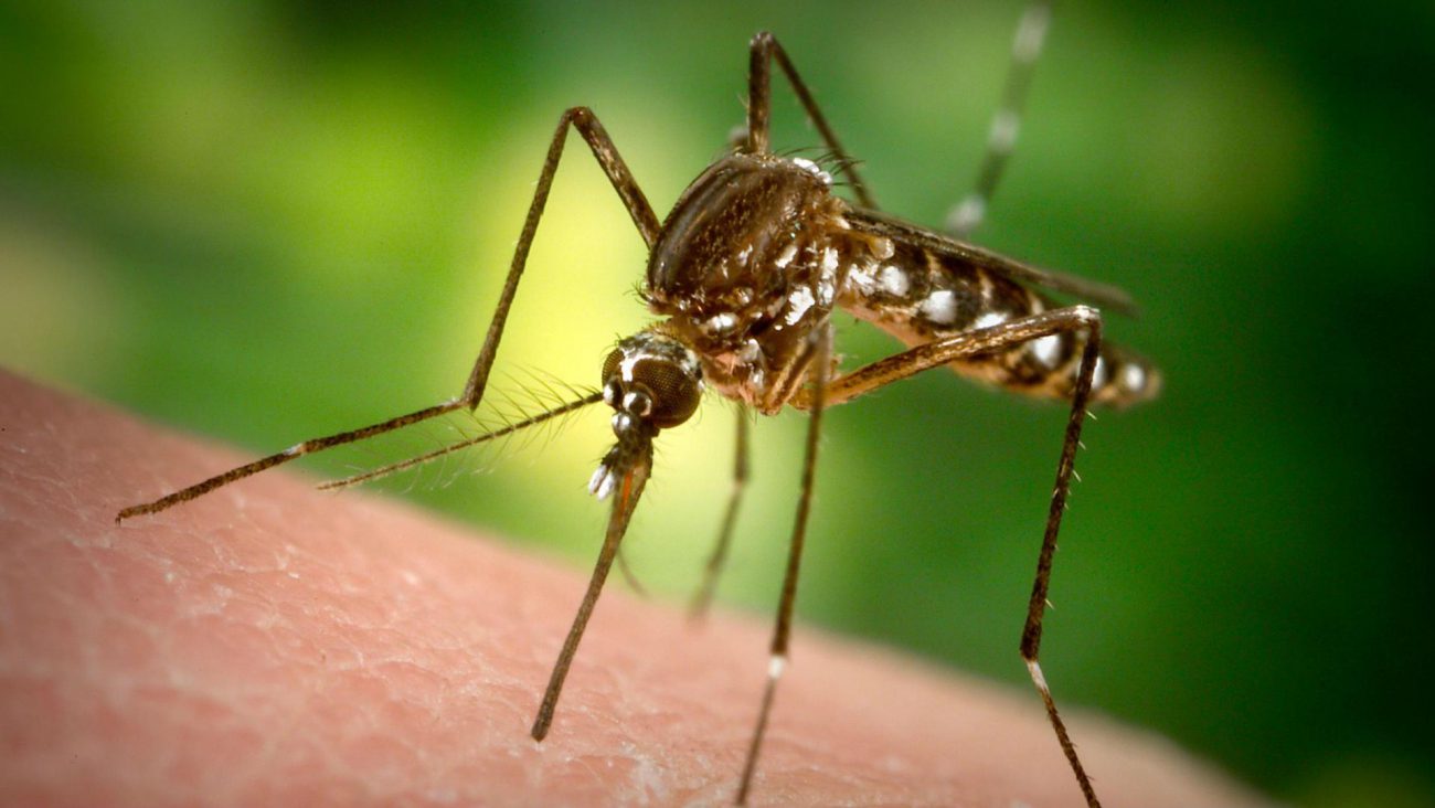 Larve di zanzara imparato è di plastica. Perché questo è un male?
