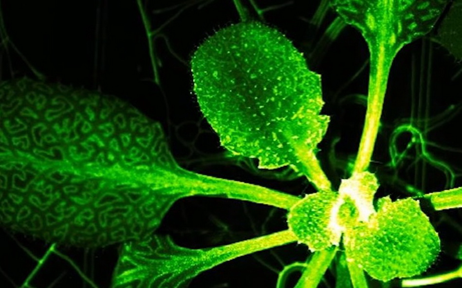 Le piante presentano un analogo sistema nervoso