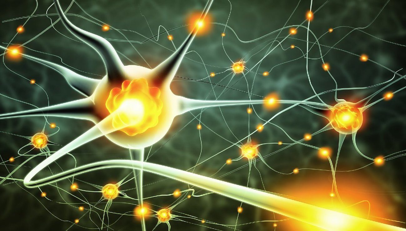 Blutzelle verwandelte sich in Neuronen. Es hilft bei der Behandlung von Erkrankungen des Nervensystems