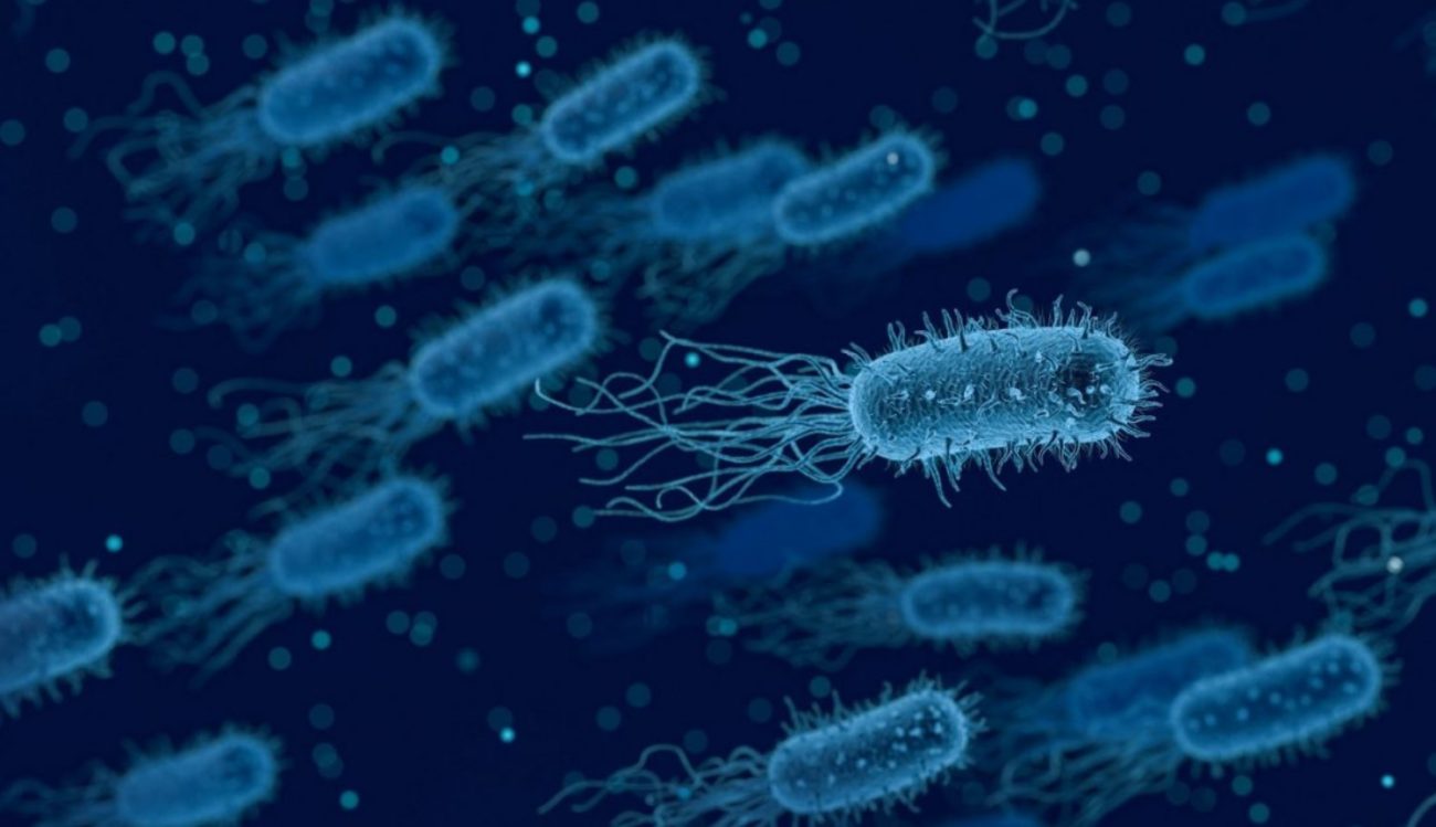 Wissenschaftler haben gelernt zu suchen, die Bakterien erzeugen Strom