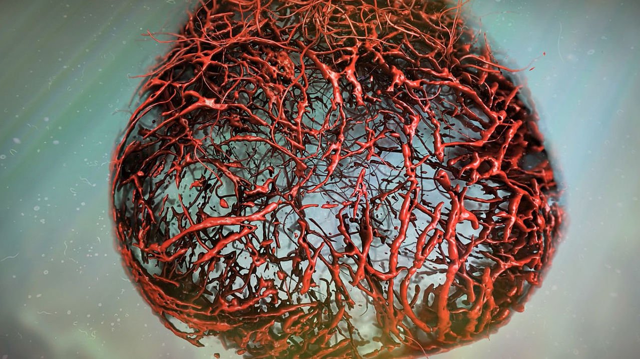 Naukowcy wychowują w układ idealne ludzkie naczynia krwionośne