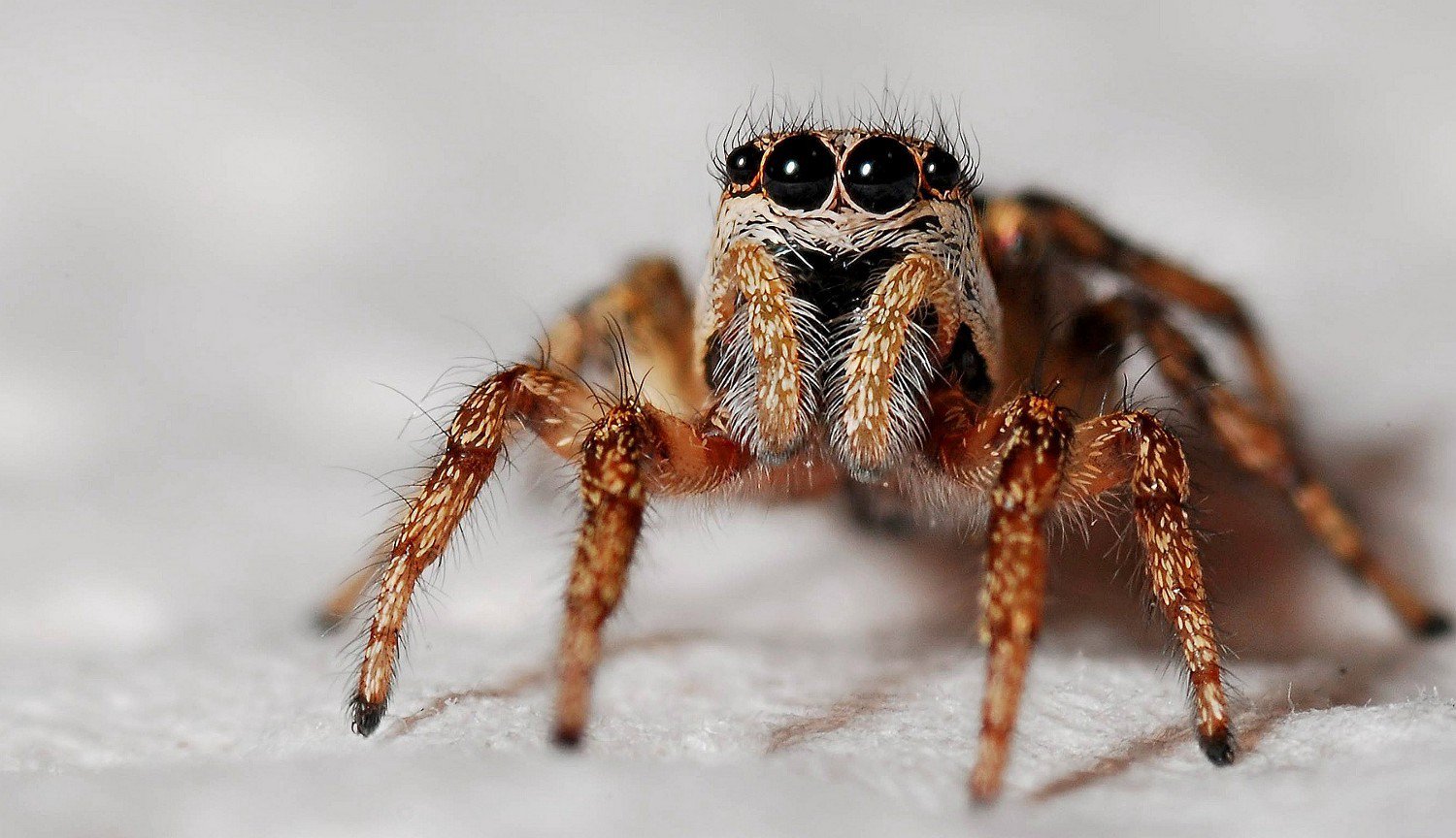 المتحجرة العنكبوت يعرف كيف تألق العينين حتى بعد ملايين السنين