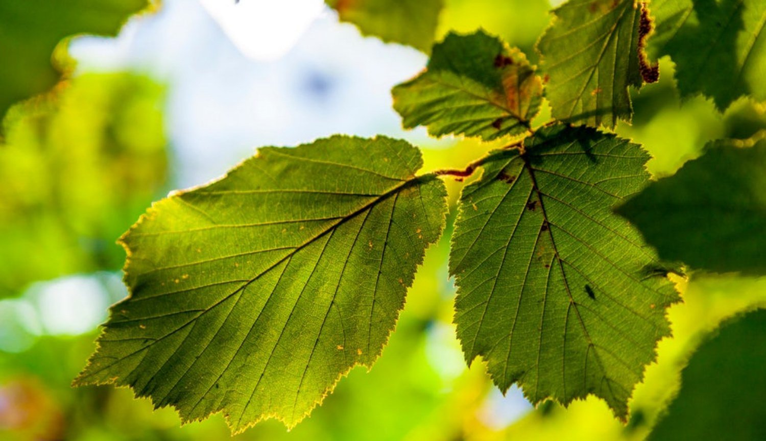 Se crearon hojas artificiales para la eficacia de la limpieza del aire