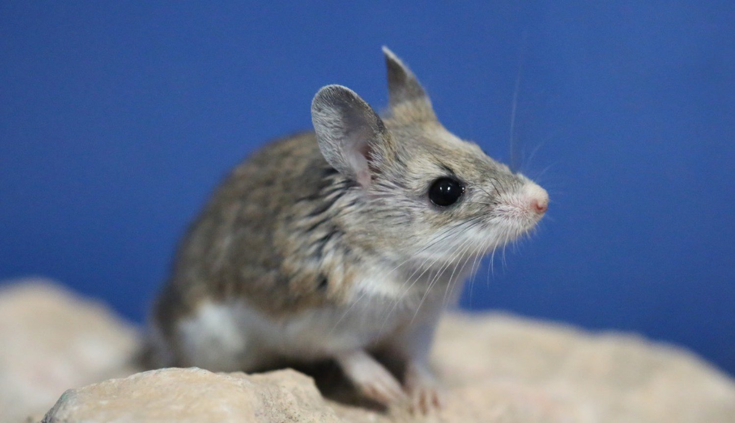 Die Mäuse konnten die Wiederherstellung der amputierten Finger mit Hilfe von zwei Proteinen