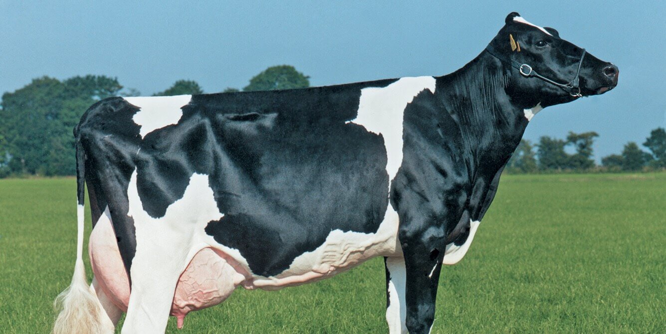 No Brasil, iam retirar artificial de vacas, mas os erros no DNA de todos os estragado