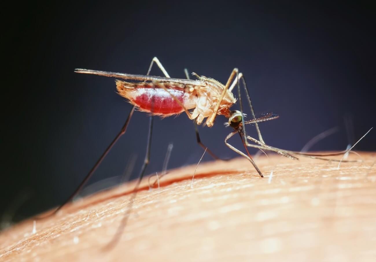Grafen korunmasına yardımcı olur sivrisinek ısırıkları