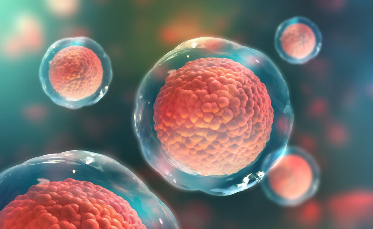 Що таке стовбурові клітини і навіщо вони потрібні?
