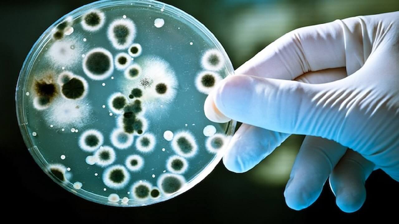 क्या होता है बैक्टीरिया के लिए अंतरिक्ष में?
