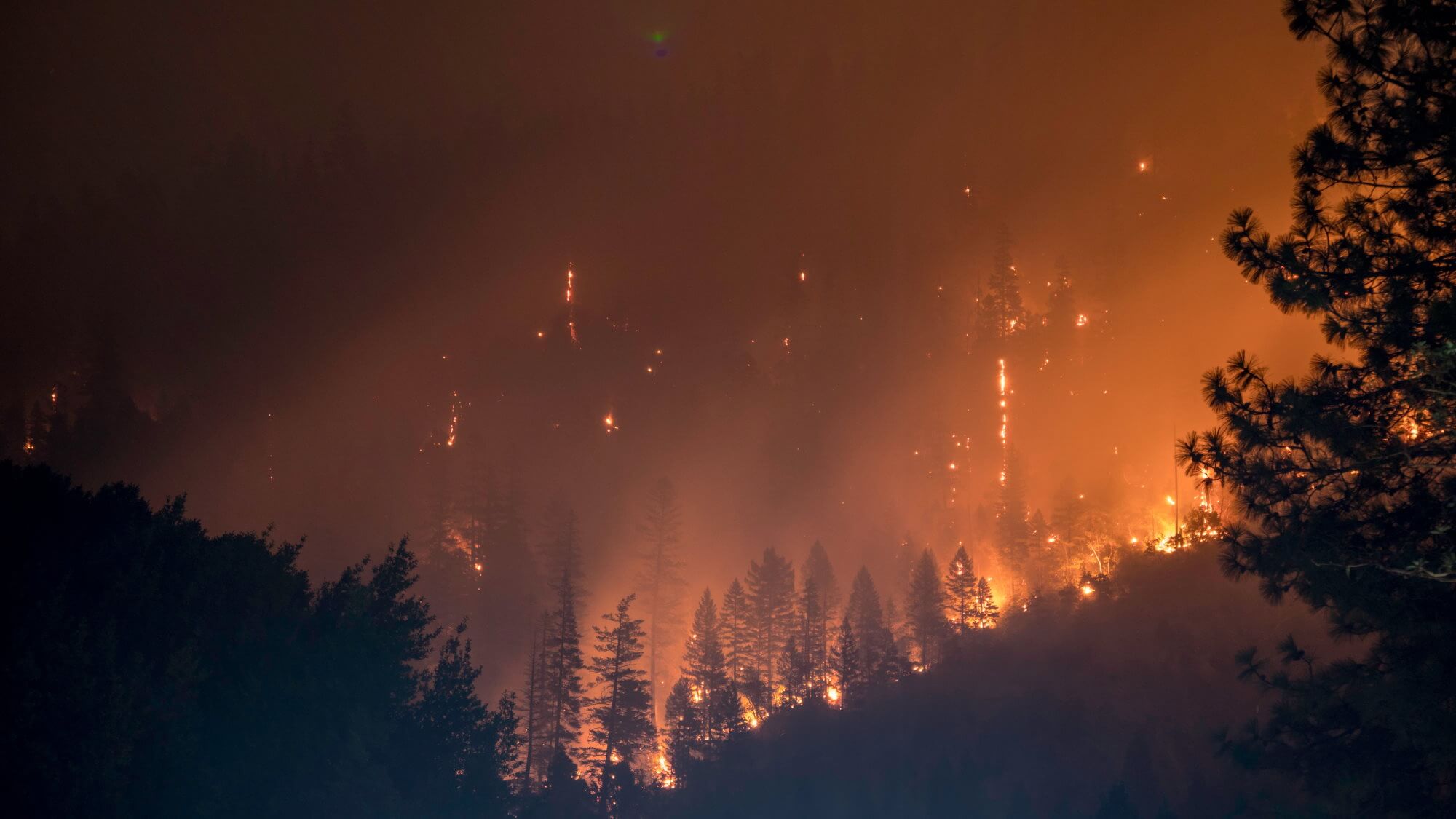 Erstellt ein Mittel zur Verhinderung von Waldbränden. Wie funktioniert es?