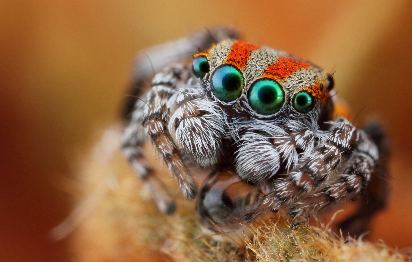 Como las arañas ayudó a crear la miniatura sensor de profundidad