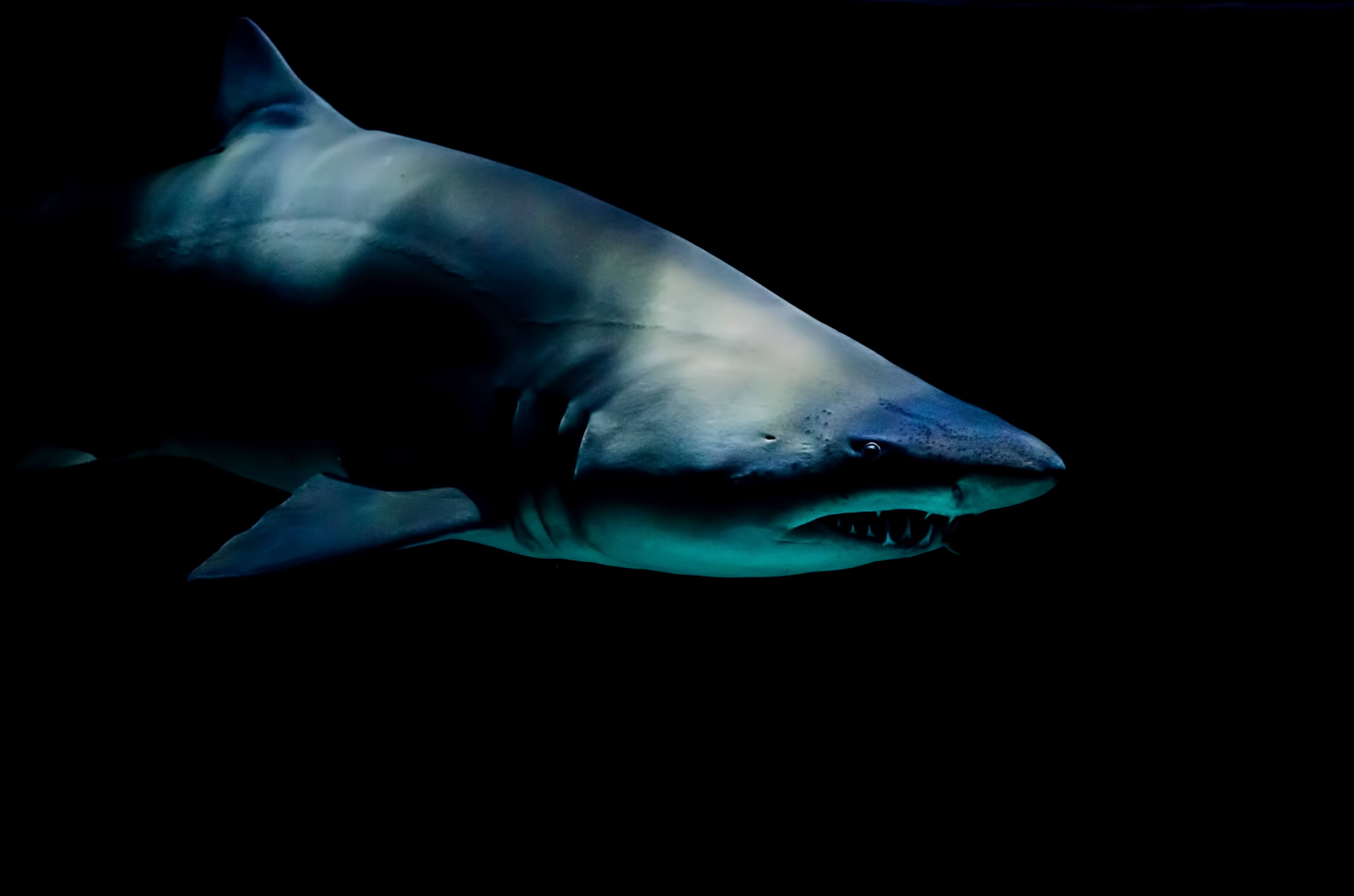 メキシコの歯の最悪のサメの歴史