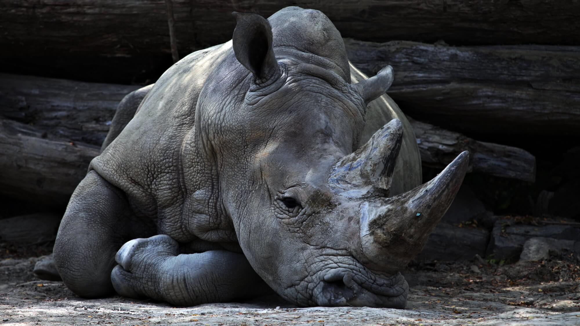 Зупинити винищення носорогів можна, зробивши їх штучними рогу