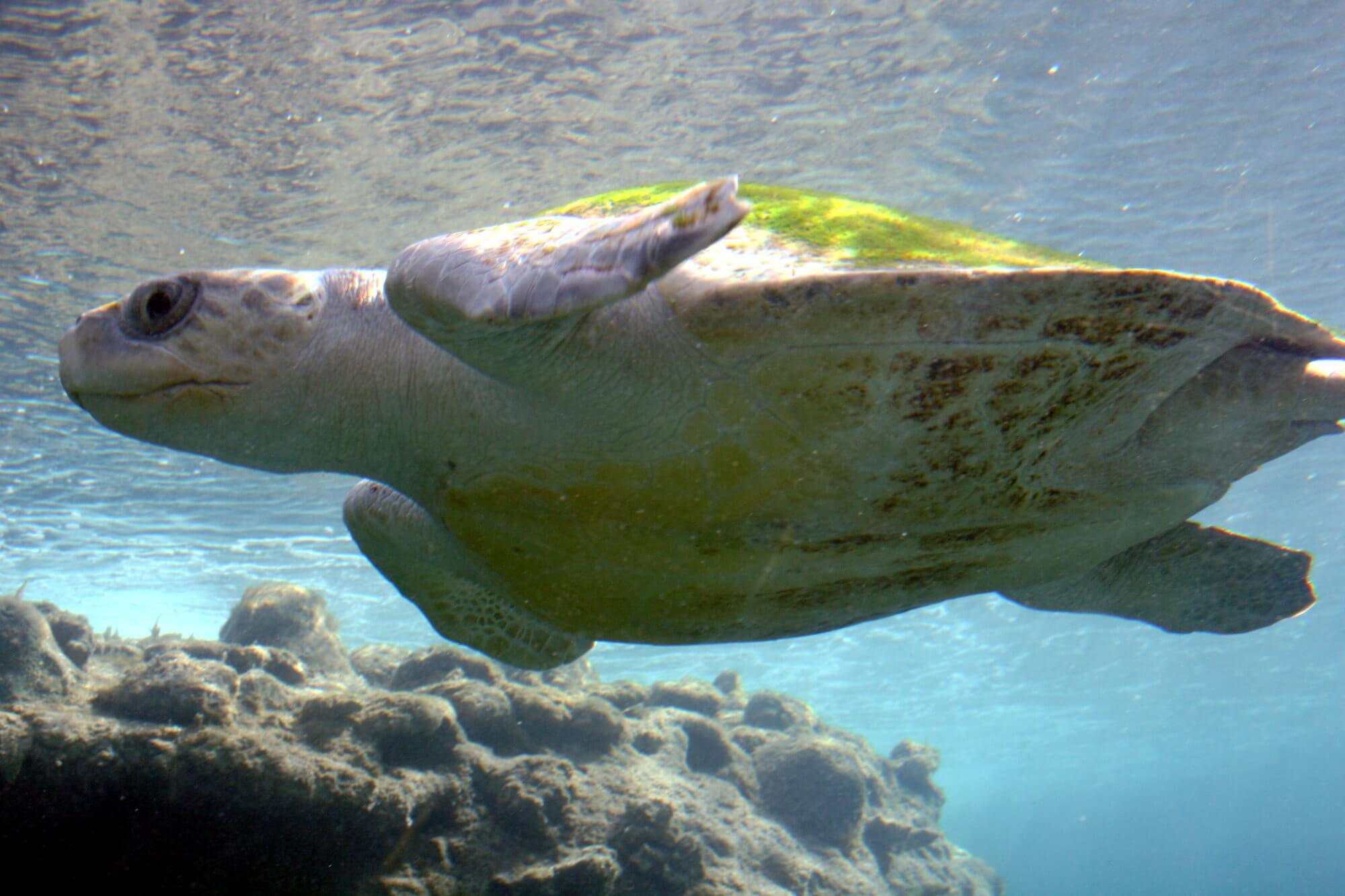 #відео | Біологи вперше побачили найбільше скупчення морських черепах