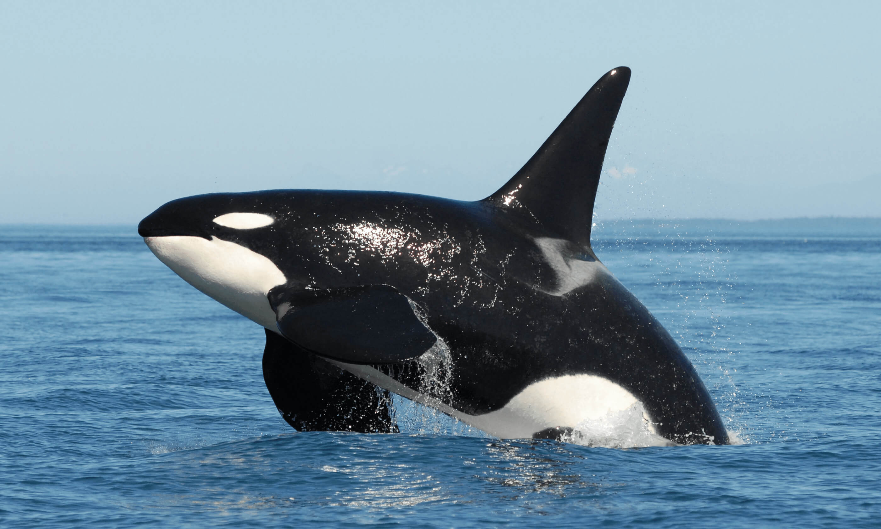 #vídeo | de Orcas han abierto la caza de tiburones blancos