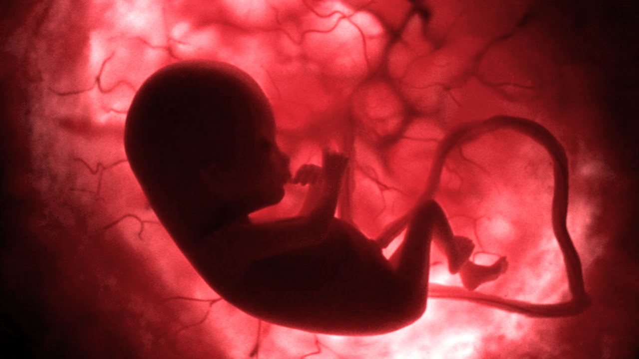 O que vêem os bebês no útero da mãe?