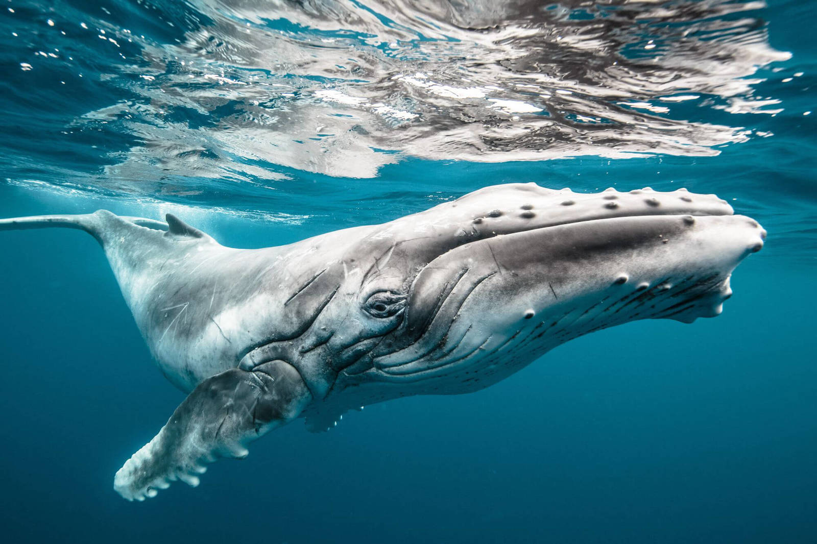 Wie riesige Wale kann unmerklich schleichen sich auf einem großen Pfosten passen Fische?
