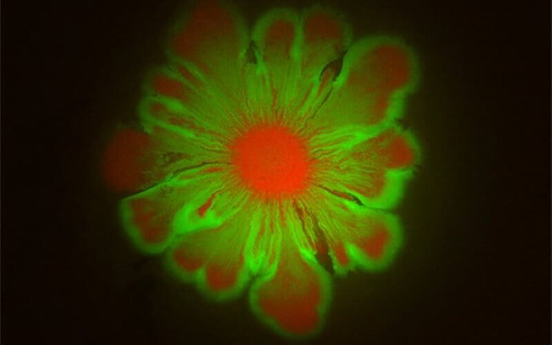 #فيديو | البكتيريا يمكن أن تأتي معا وخلق أنماط في شكل الزهور