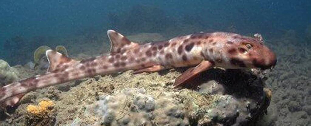 En australia están abiertos a nuevas especies de tiburones. Son peligrosos para las personas?