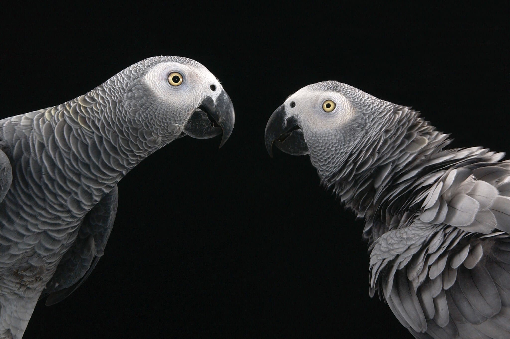 #동영상|아프리카 회색 앵무새 도움이 서로에 대한 무료입니다. 그런데 왜?