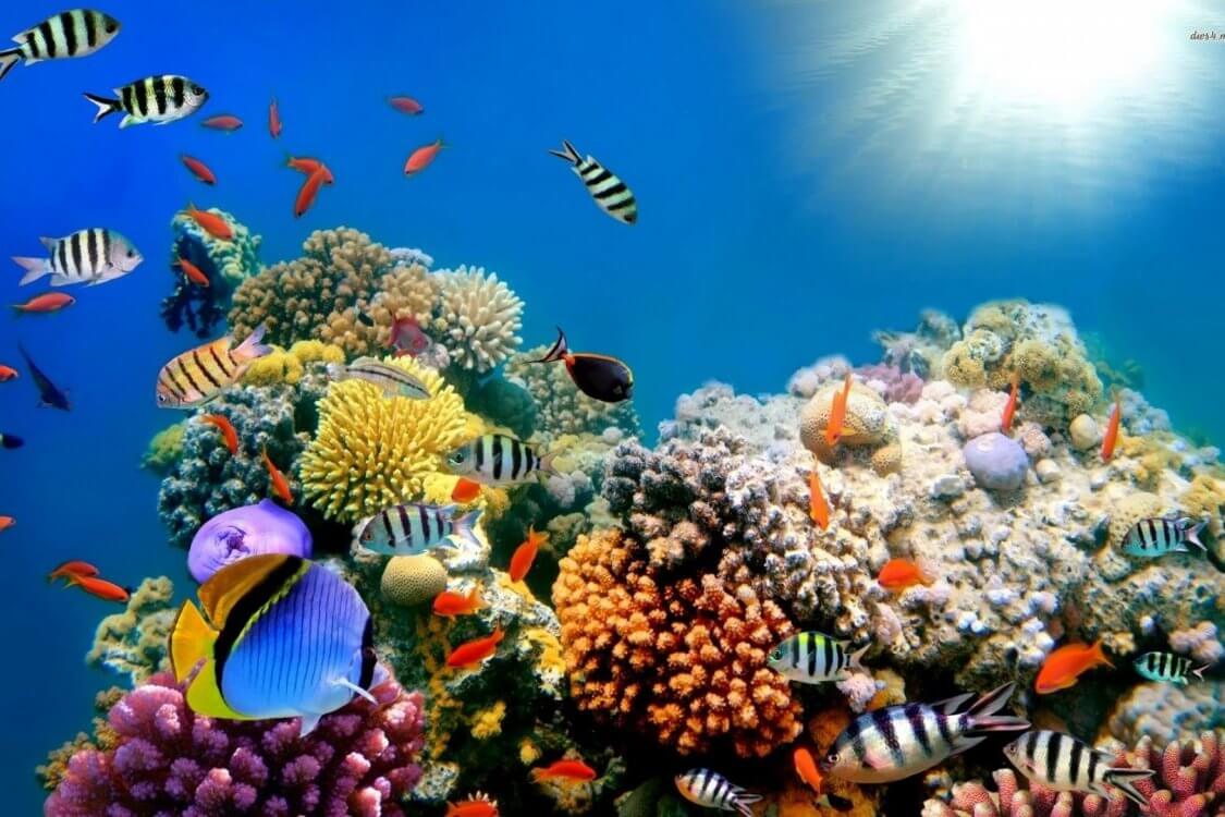 산호초도 완전히 사라질에서 2100 년