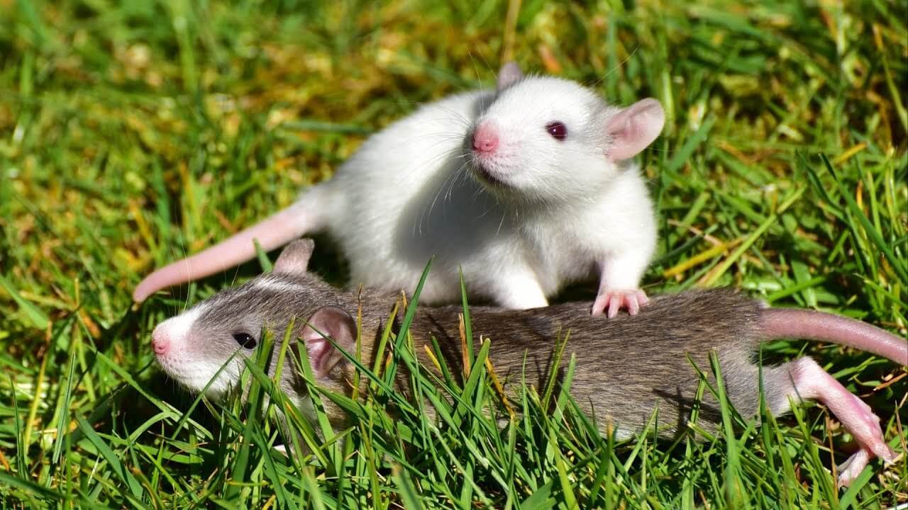 科学家们发现，老鼠是能够相互帮助