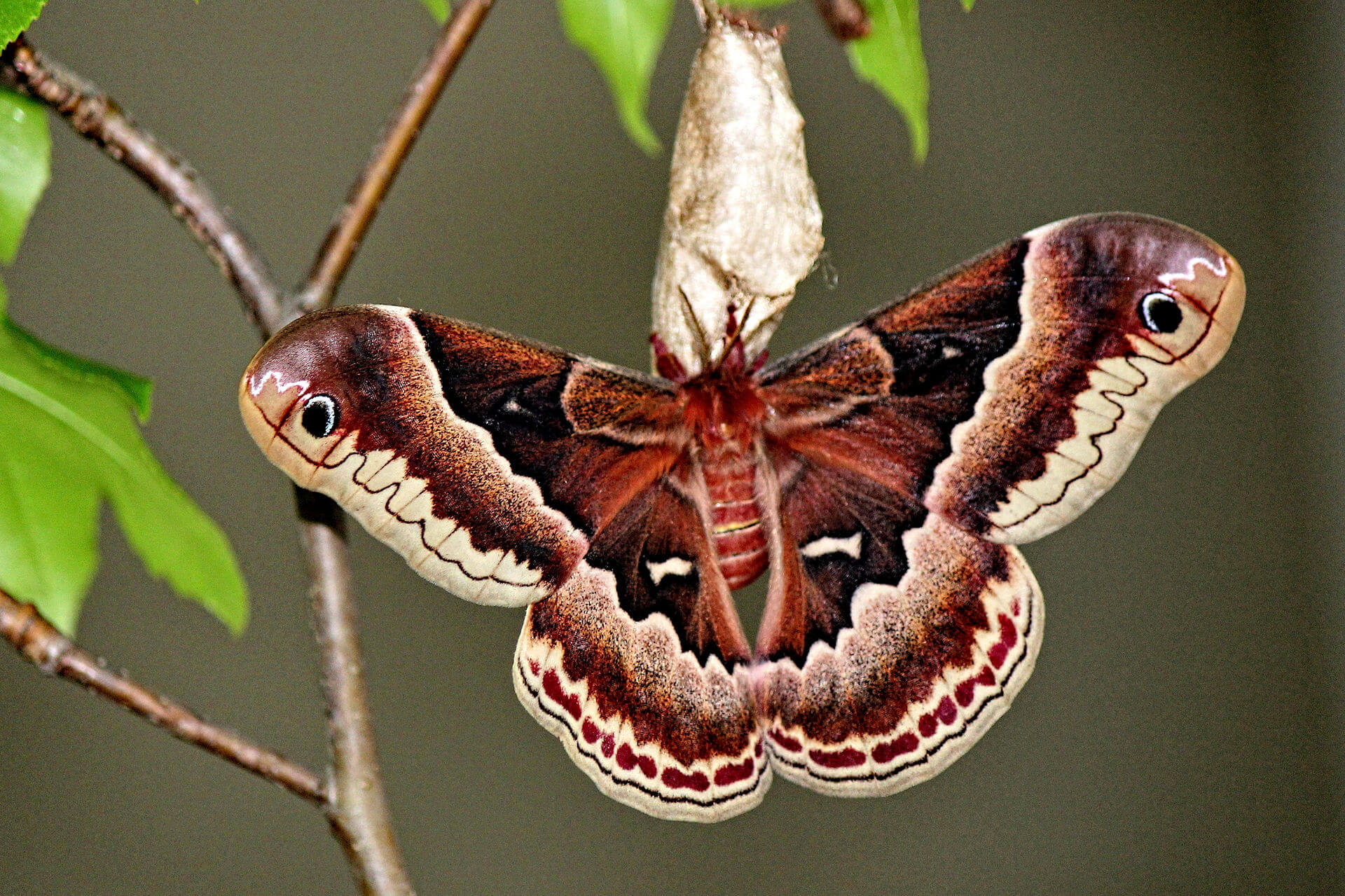 Les papillons ont appris à se cacher de la chauve-souris, en utilisant le «sound camouflage»
