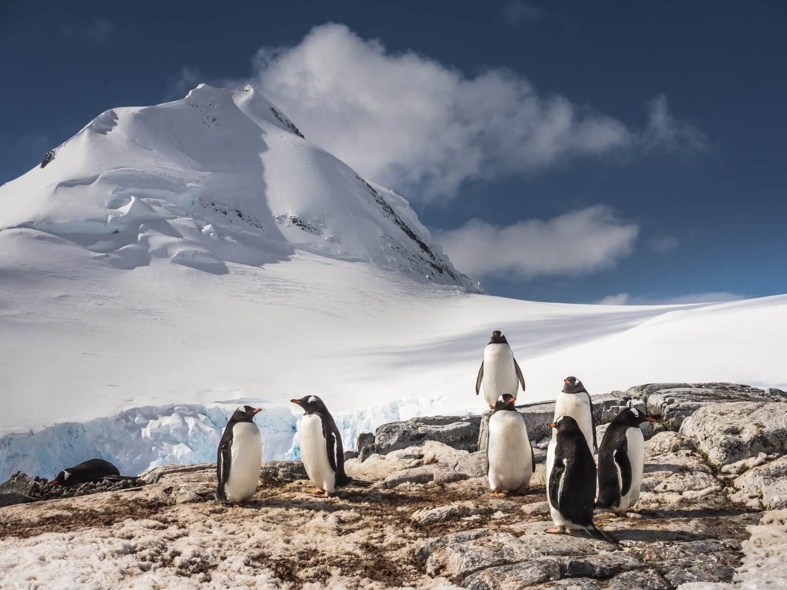 Los pingüinos emiten sonidos bajo el agua y los científicos no saben por qué