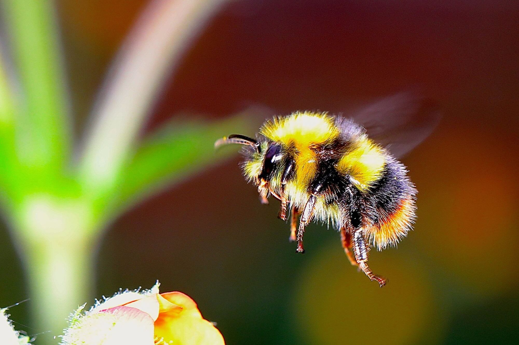 İklim değişiklikleri tehlikeye nesli bile bumblebee