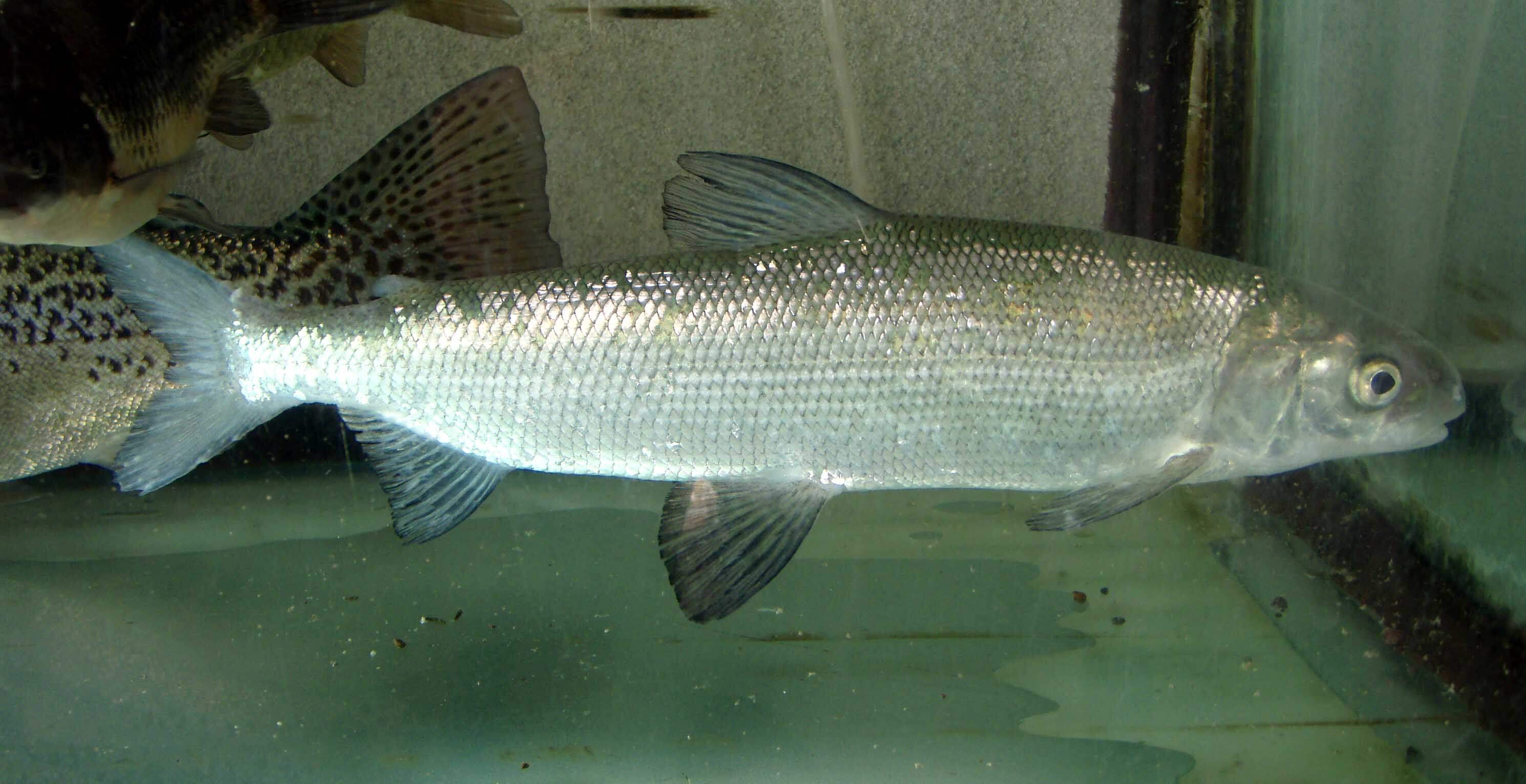 원격 호수는 러시아의 새로운 종의 물고기