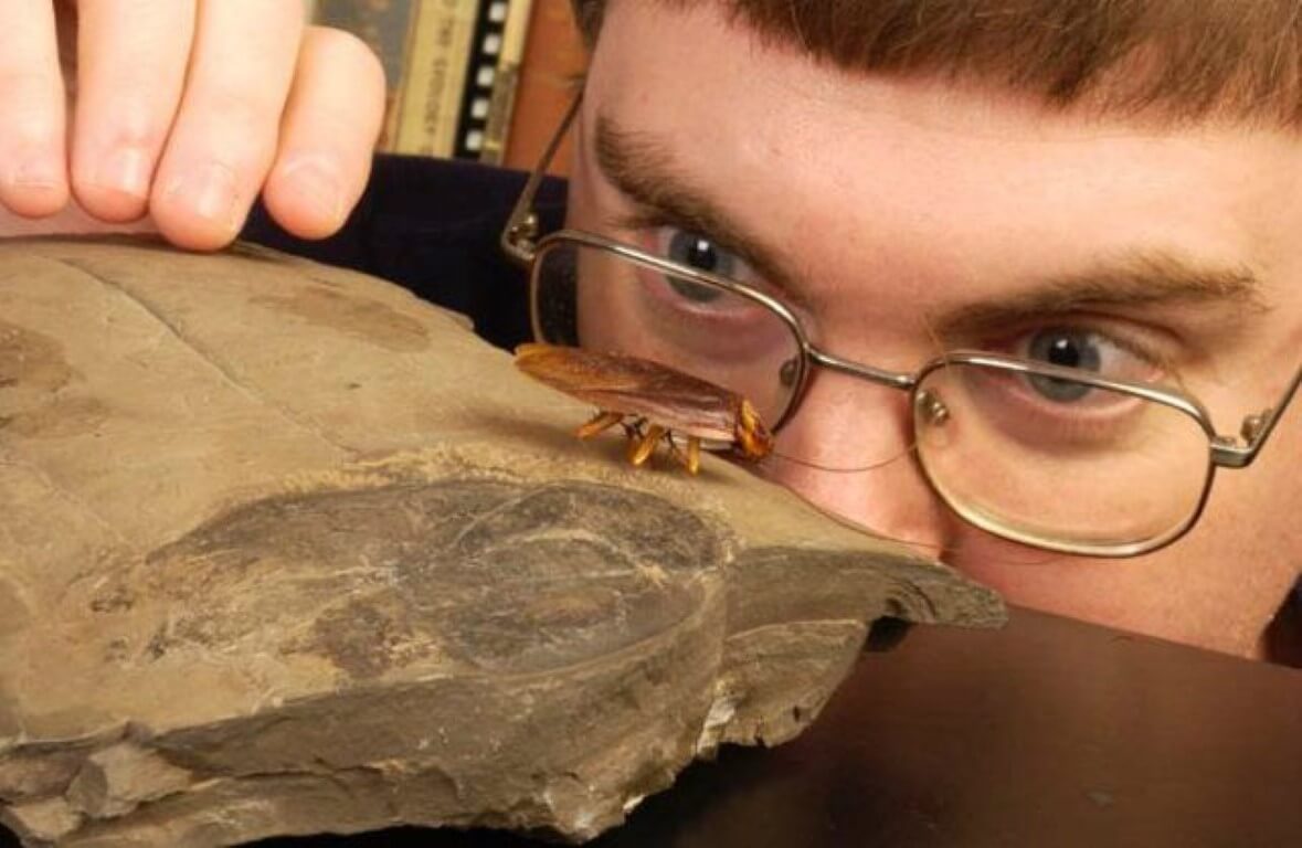 Se encontró una cucaracha, que vivió en la época de los dinosaurios