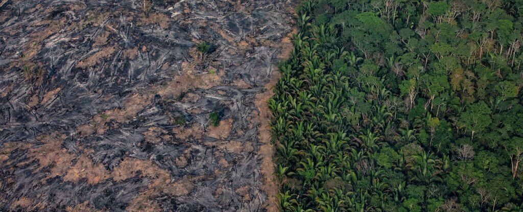 후 50 년 동안 아마존 산림이 될 수 있는 사막의