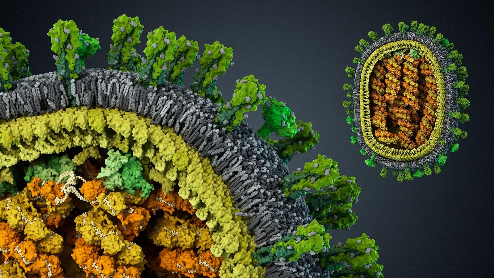 Evrim hastalık: hikaye virüs ile başa çıkmak