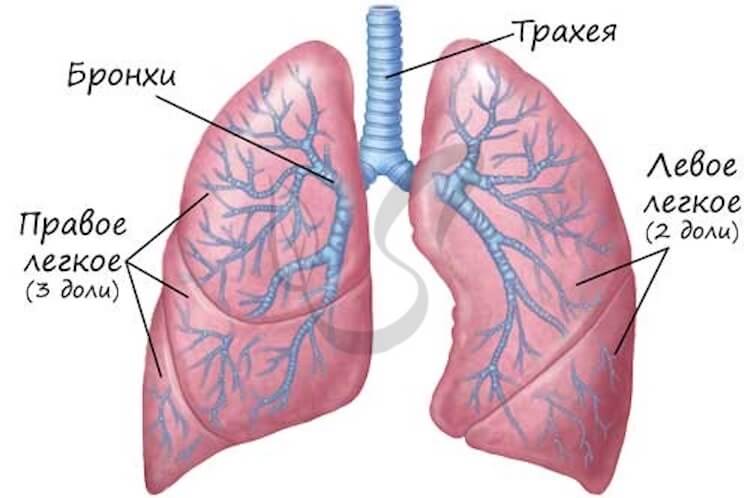 Come trapianto di polmoni e di chi ne ha bisogno?