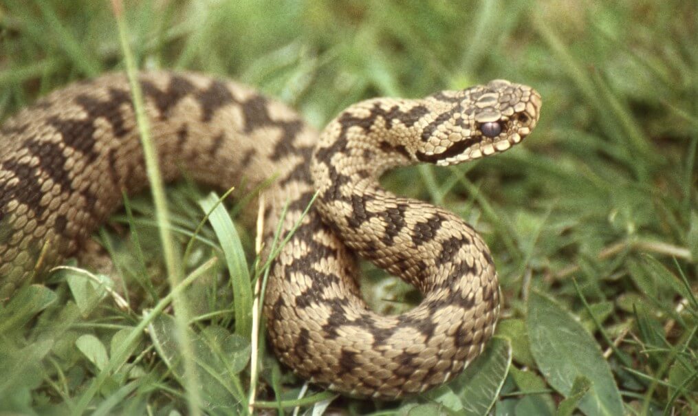 Como patrones en la espalda de la serpiente les ayuda a pasar desapercibidos?